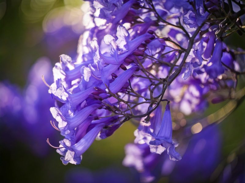 floriterapia-brescia-rimedi-naturali-essenze-floreali